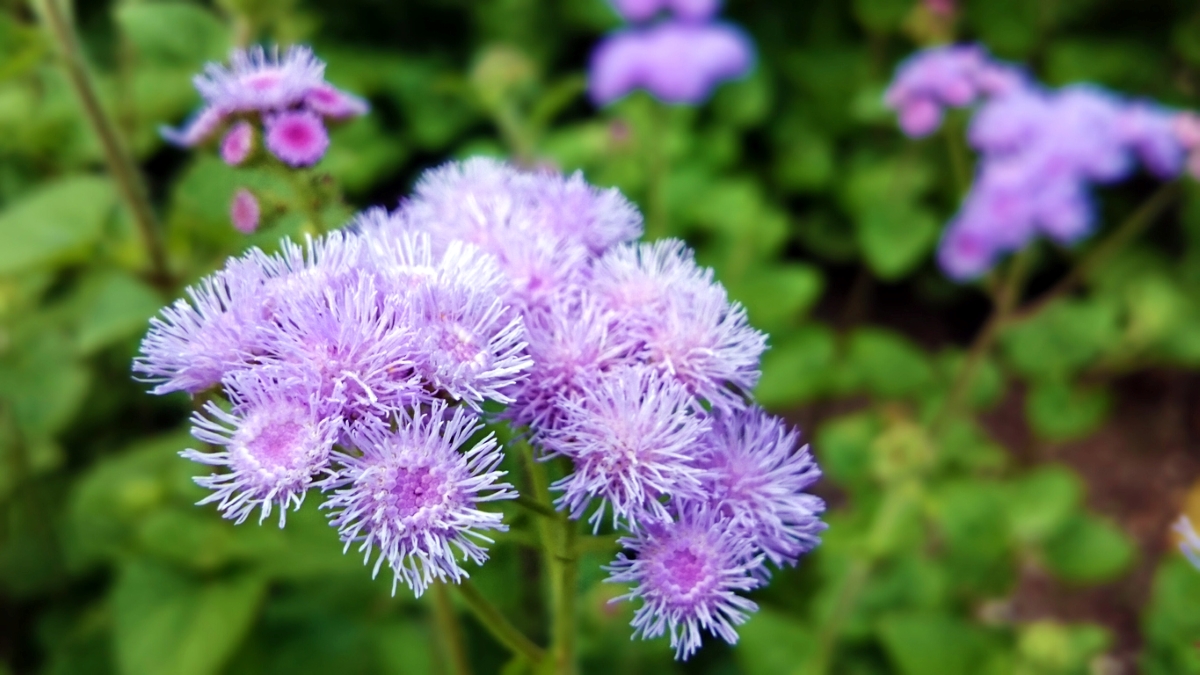 flowers that attract butterflies - floss flowers