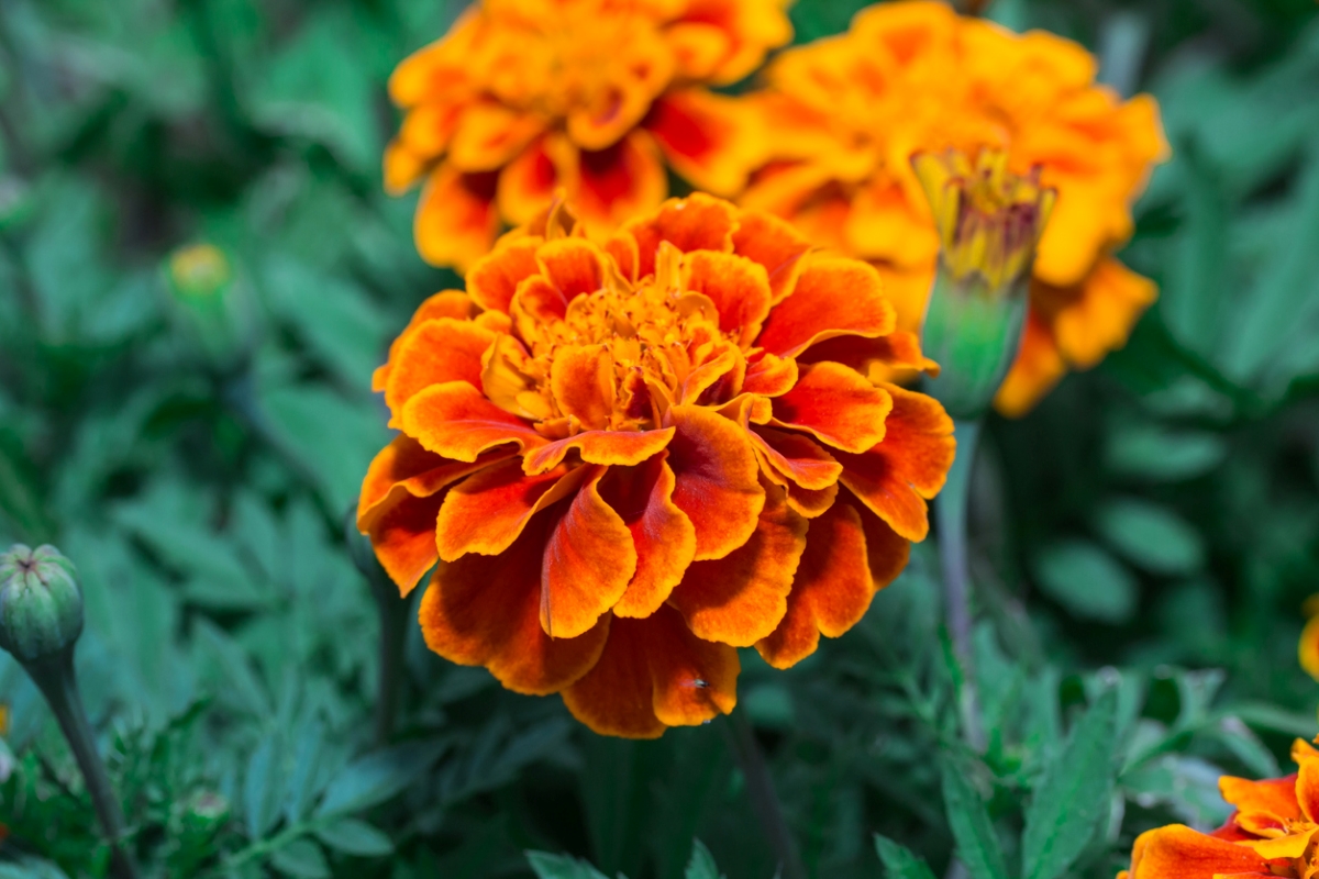 flowers that attract butterflies - marigold