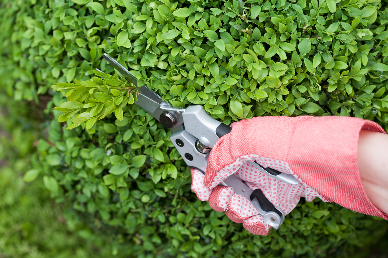 How to Grow Boxwood Shrubs - Bob Vila