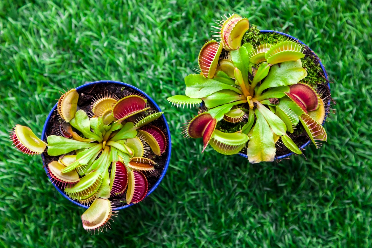 venus fly trap care potted venus flytraps