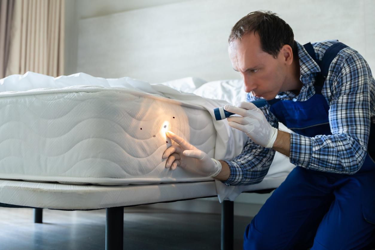 how to get rid of bed bugs in a mattress