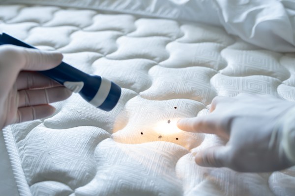 How to Get Rid of Bed Bugs in a Mattress - Bob Vila