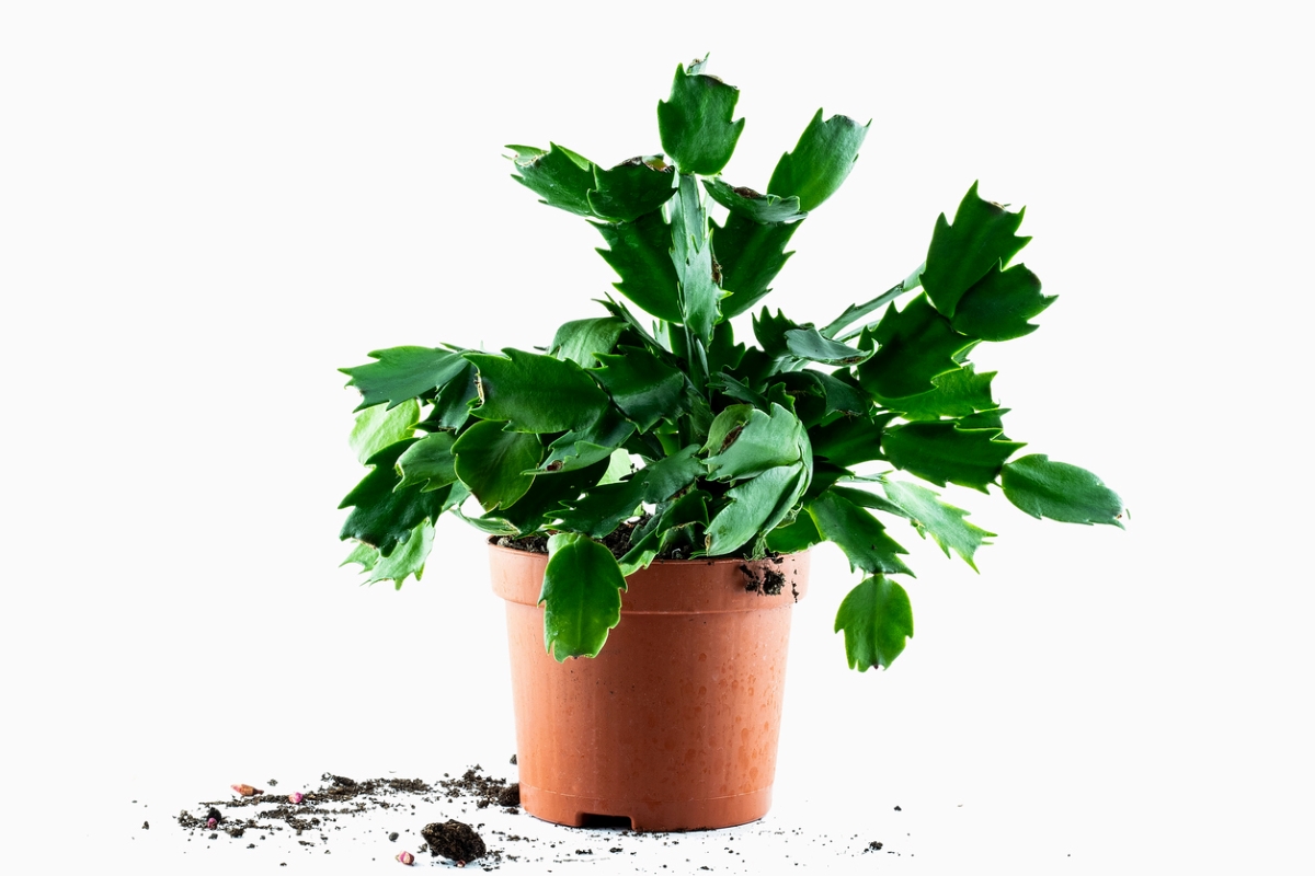 christmas cactus care - soil around potted plant