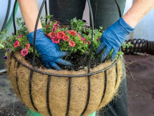 Calibrachoa Care 101: How to Grow Million Bells at Home - Bob Vila