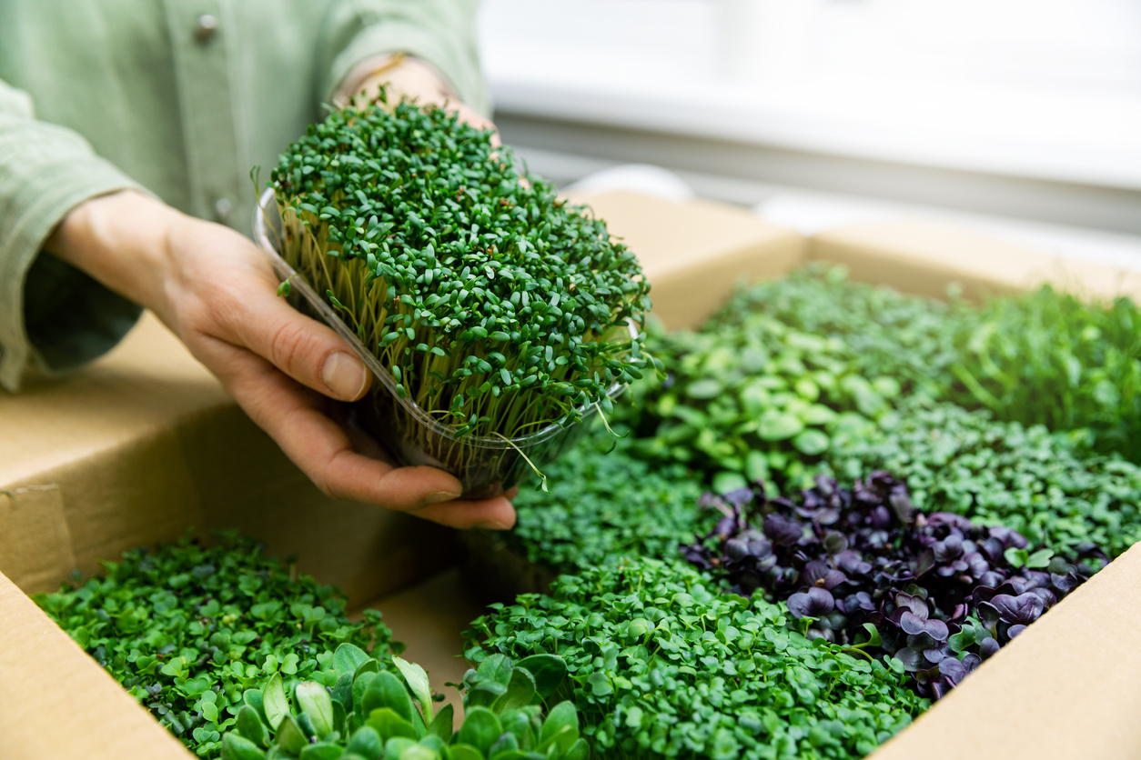 iStock-1205298546 how to grow microgreens variety of microgreens in box