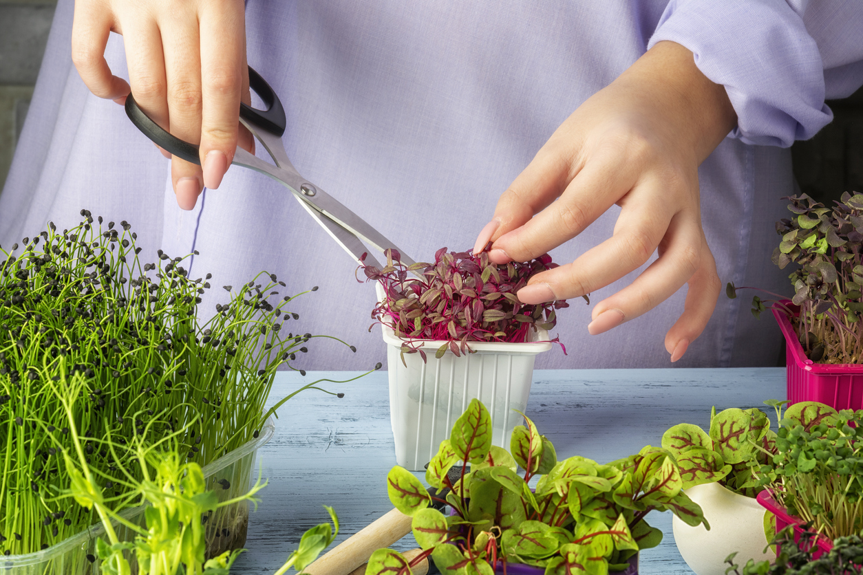 iStock-1213339518 how to grow microgreens harvesting microgreens with scissors