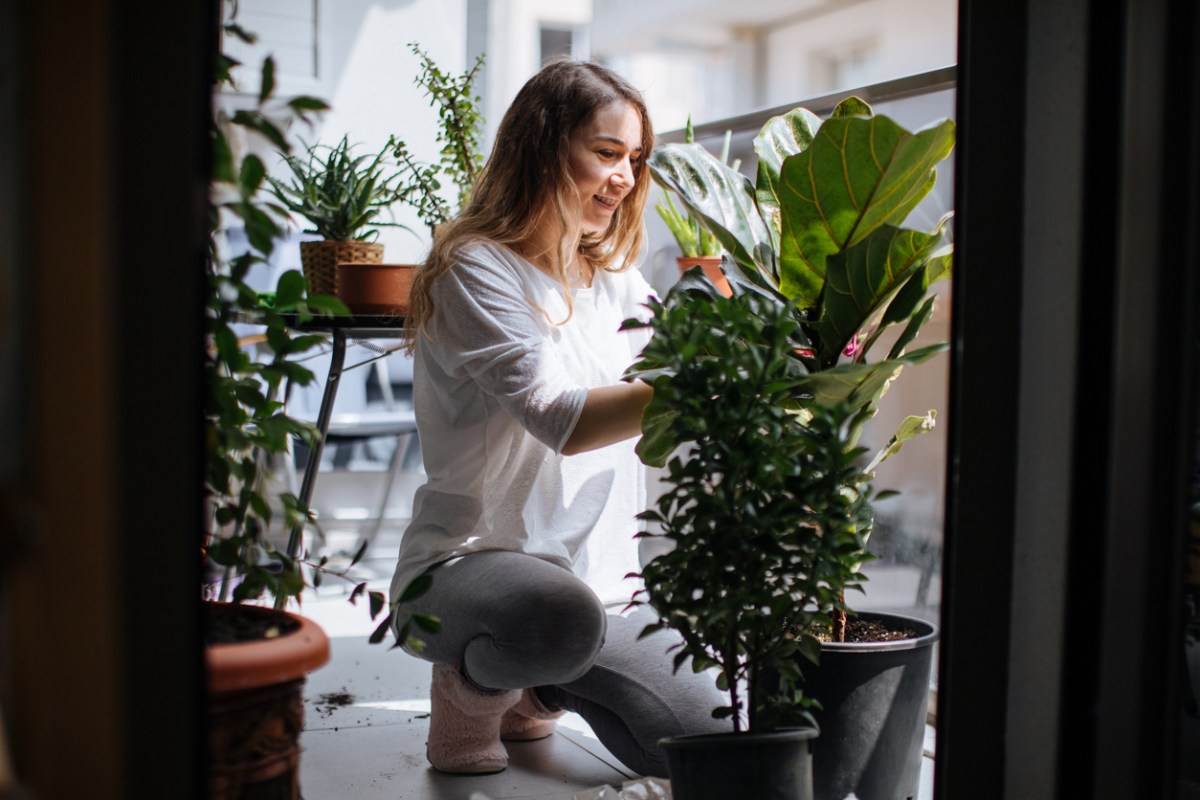 The 12 Biggest Houseplant Trends for 2023 - Bob Vila