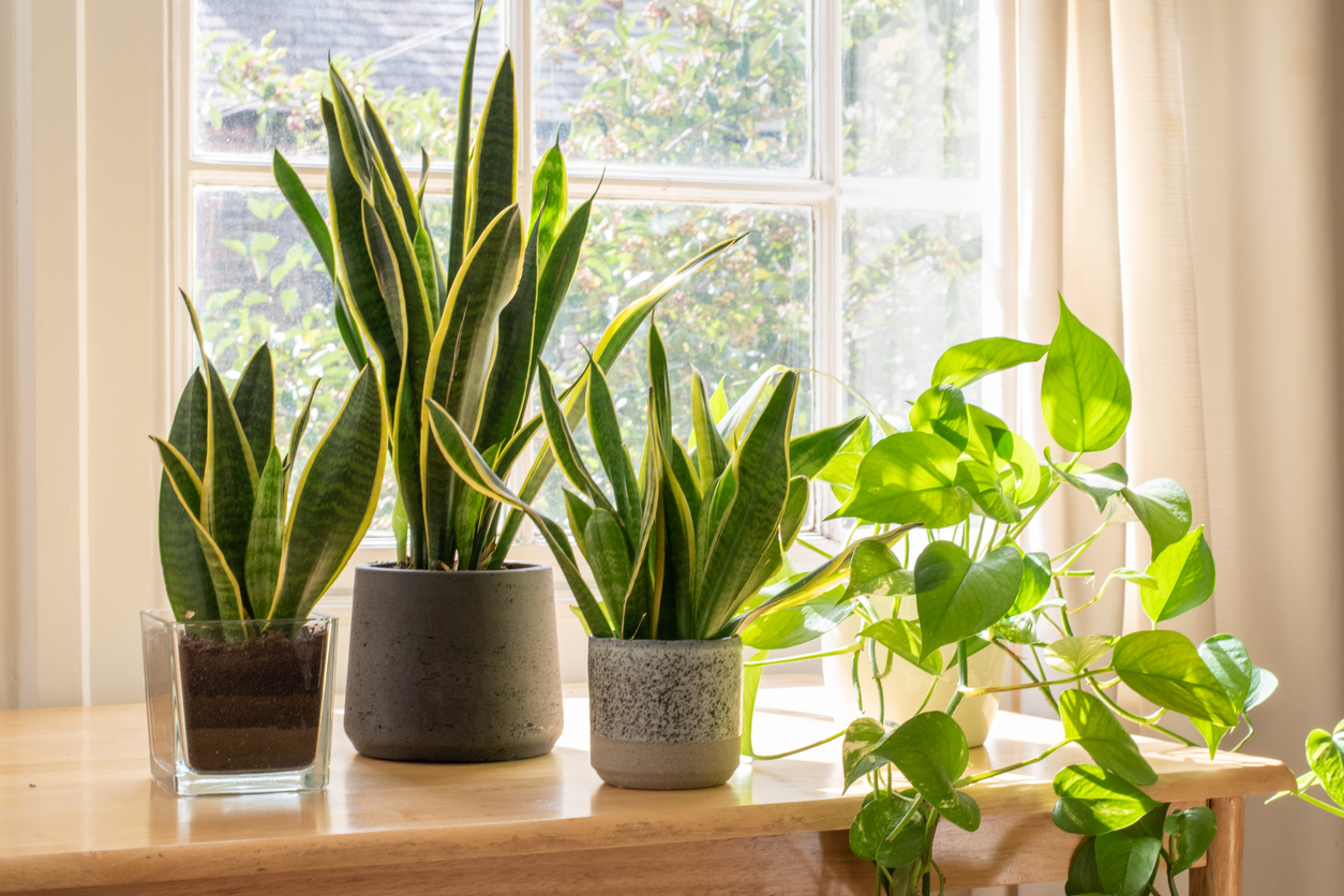 iStock-1268045137 houseplant snake plant.