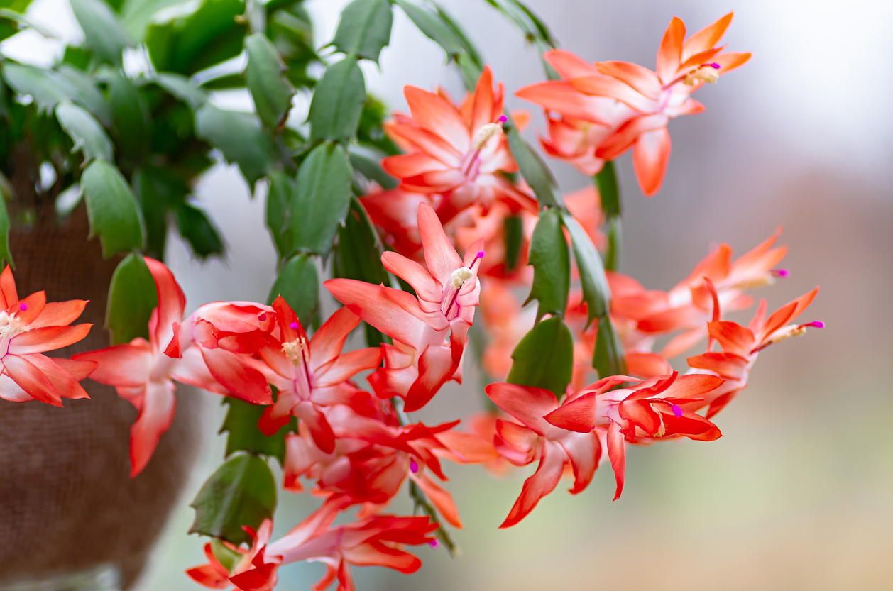 iStock-1287262328-thanksgiving cactus care red thanksgiving cactus