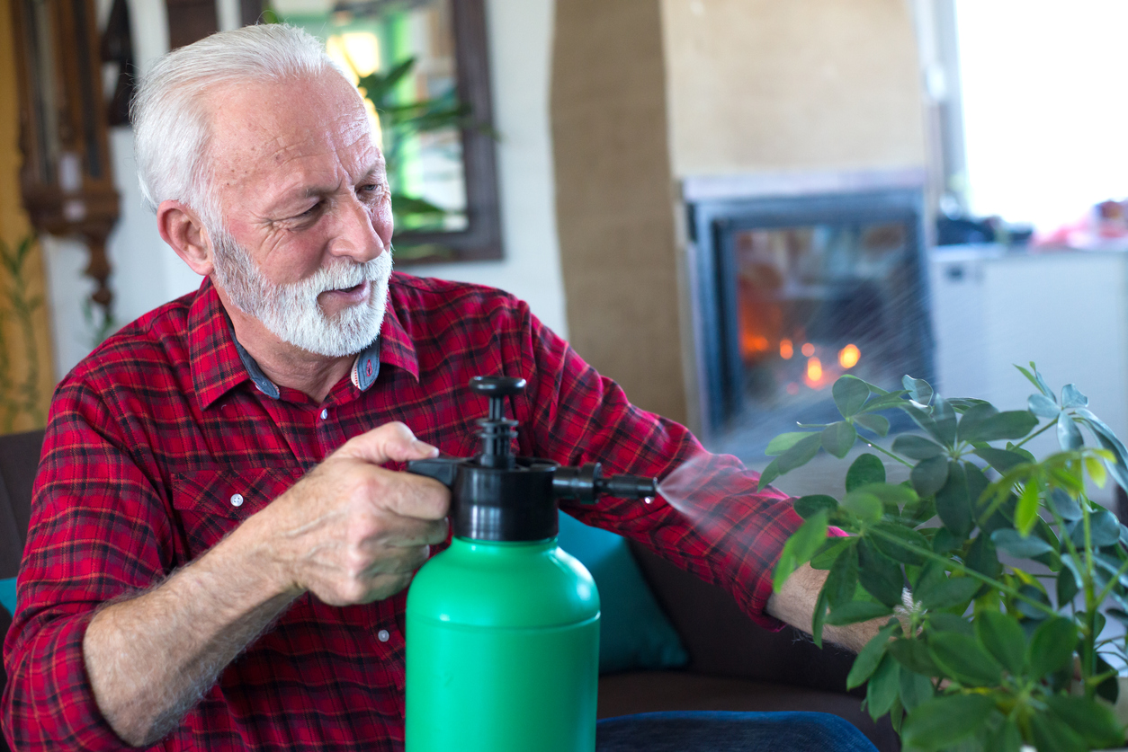 umbrella plant care man watering umbrella plant