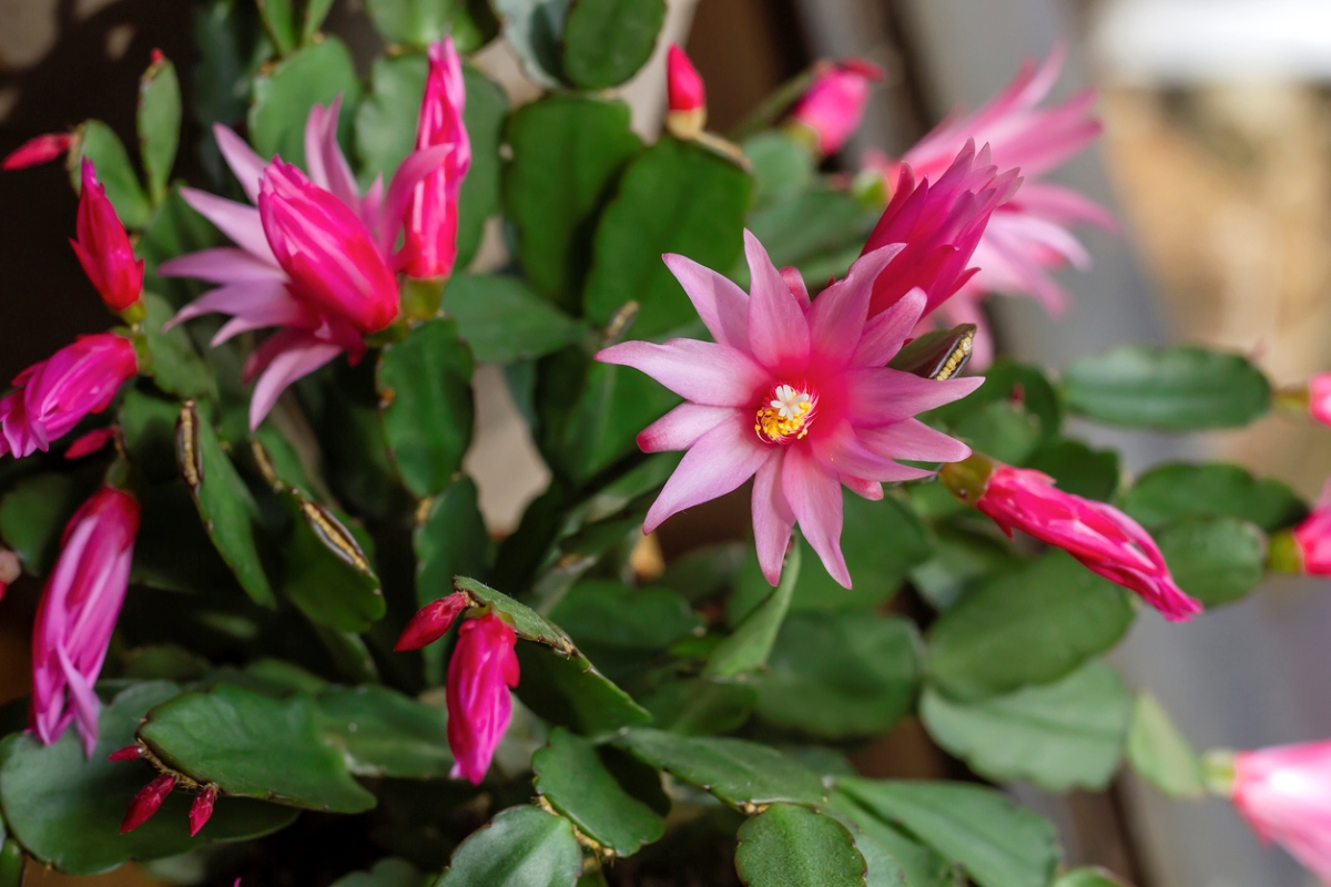 christmas cactus care - pink flower bloom