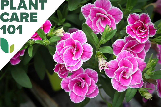 calibrachoa plant care 101 - how to grow calibrachoa