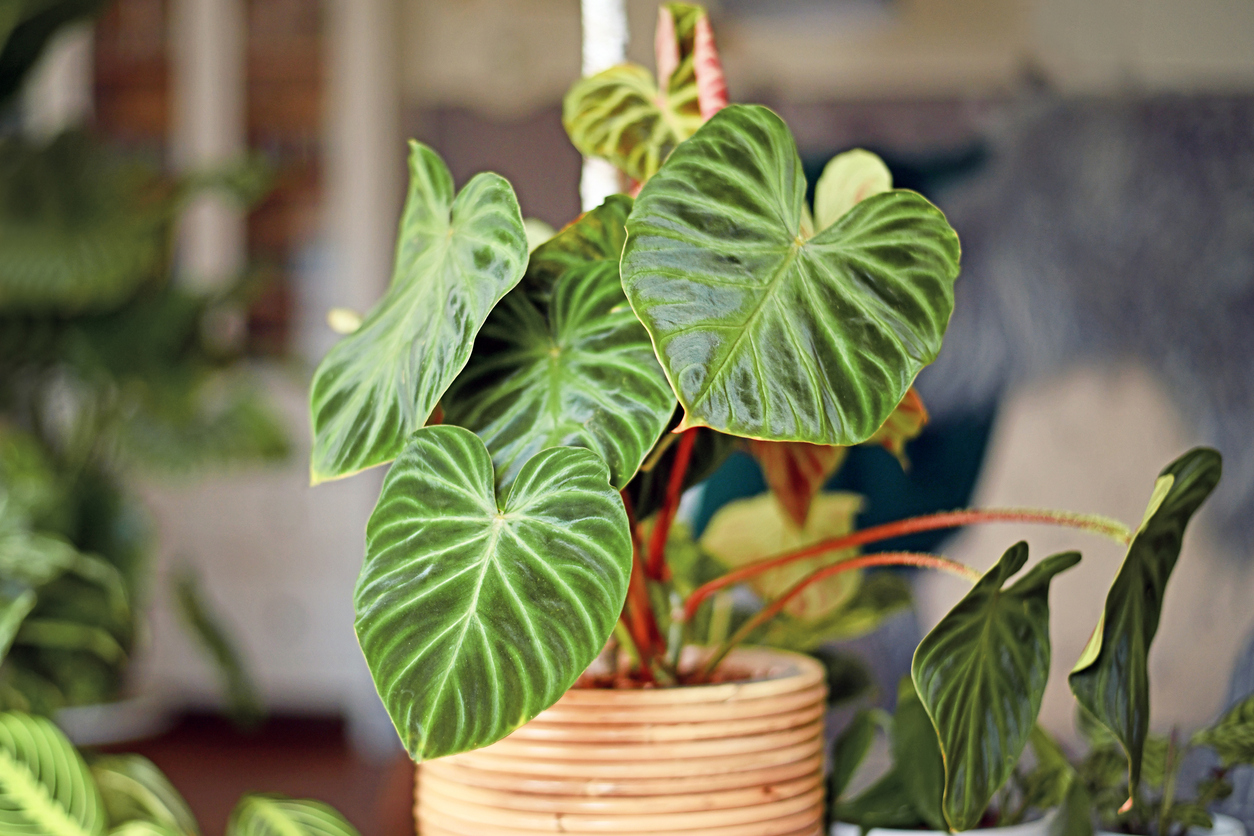 iStock-1318399887 houseplant philodendron