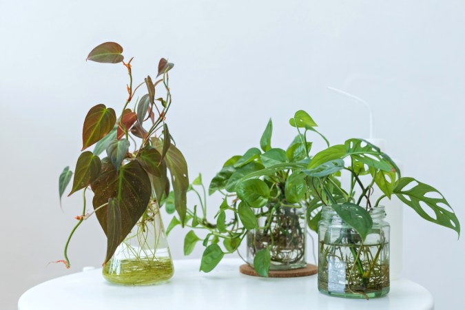 14 Symptoms of an Unhappy Houseplant (and How You Can Treat Them)