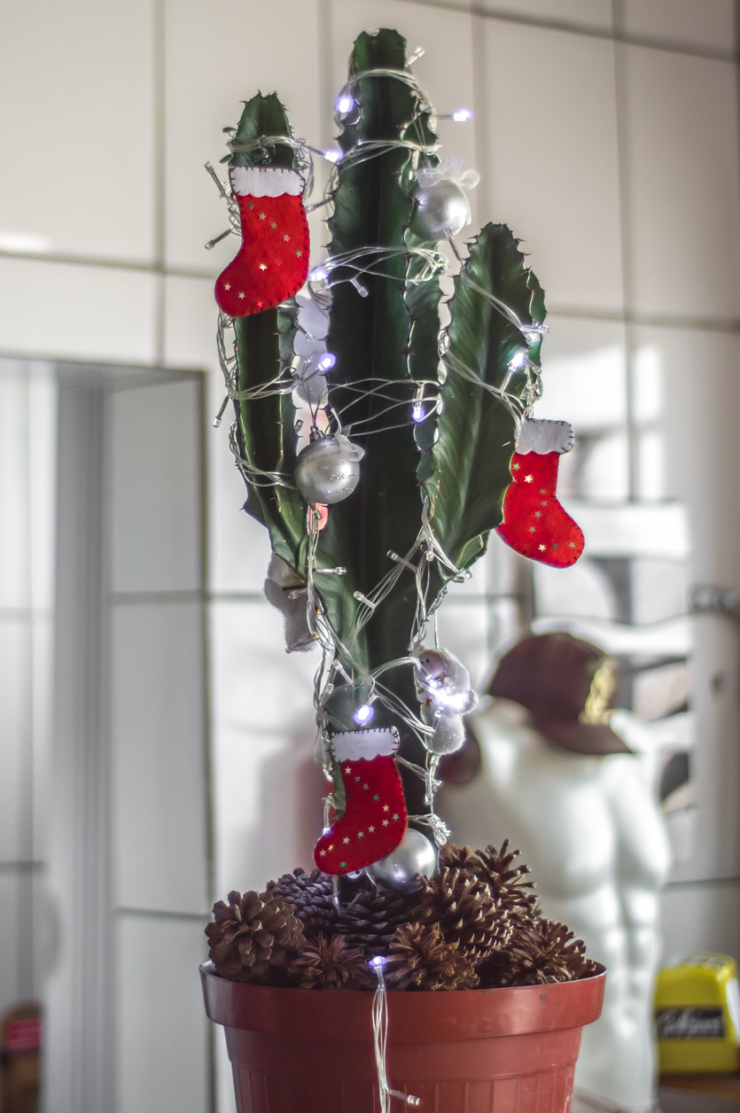 iStock-1351263964 christmas tree alternatives christmas cactus