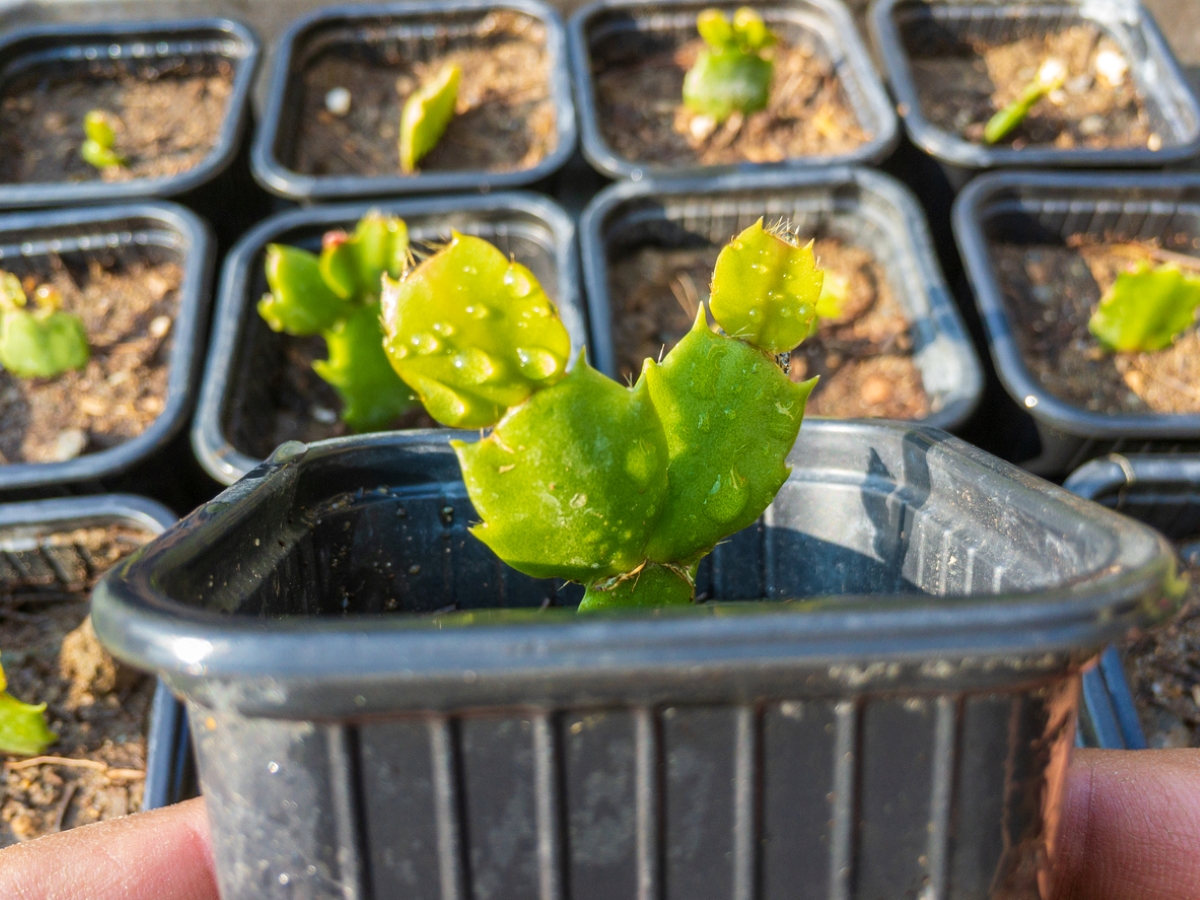 christmas cactus care - propagating cactus