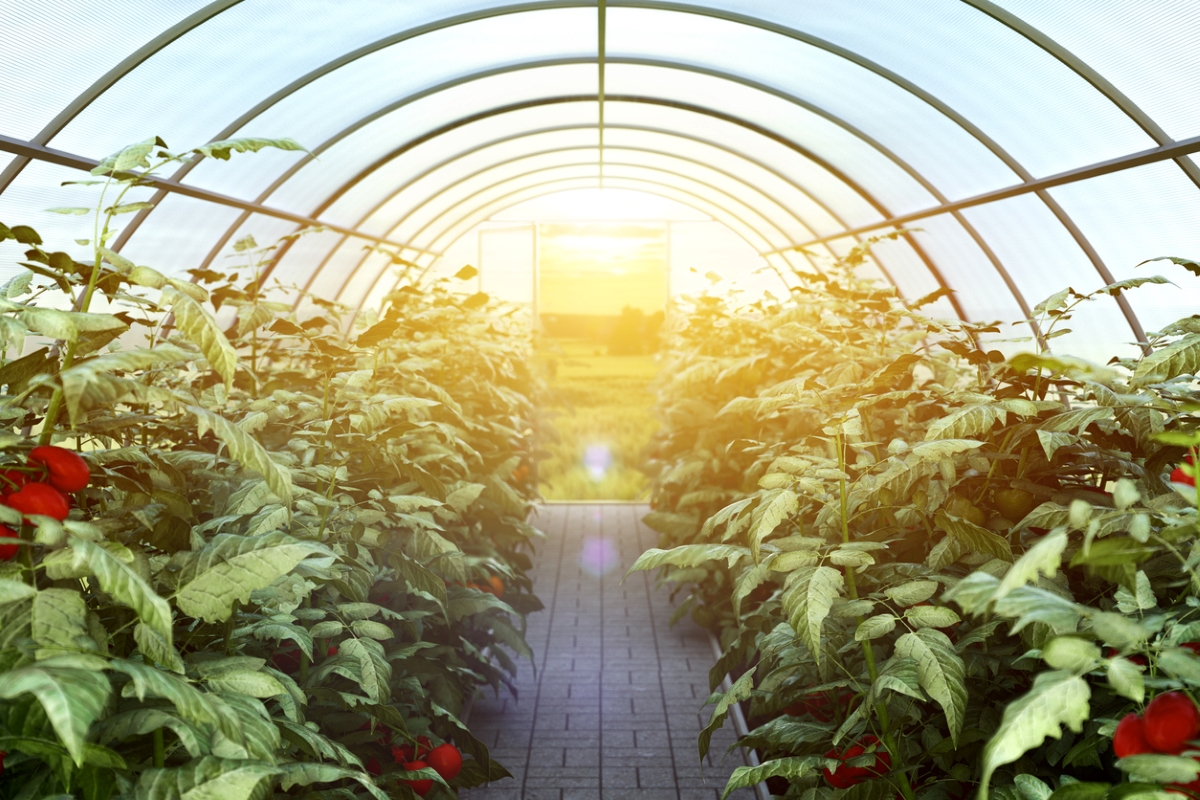 how to heat a greenhouse - sun shining into greenhouse