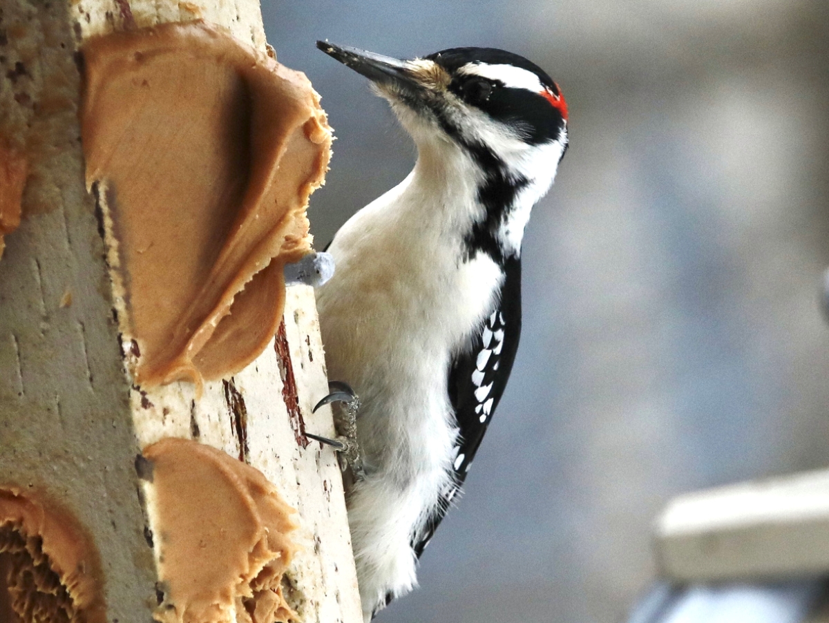 uses for peanut butter - bird eating peanut butter