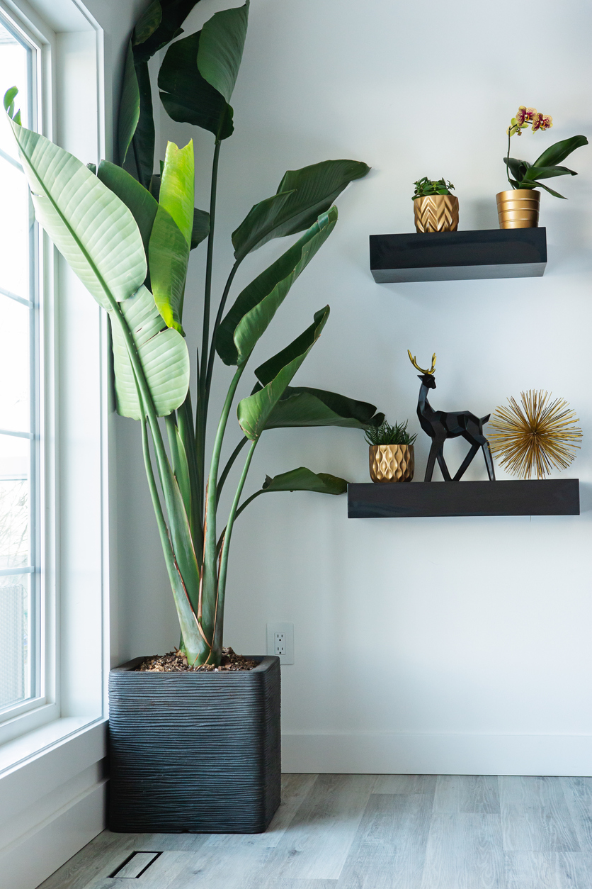 iStock-1387604615 houseplant bird of paradise