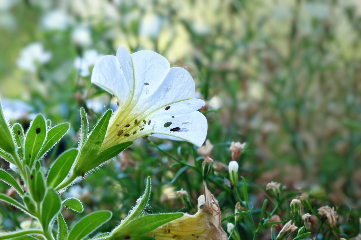 calibrachoa plant care aphids on calibrachoa plant