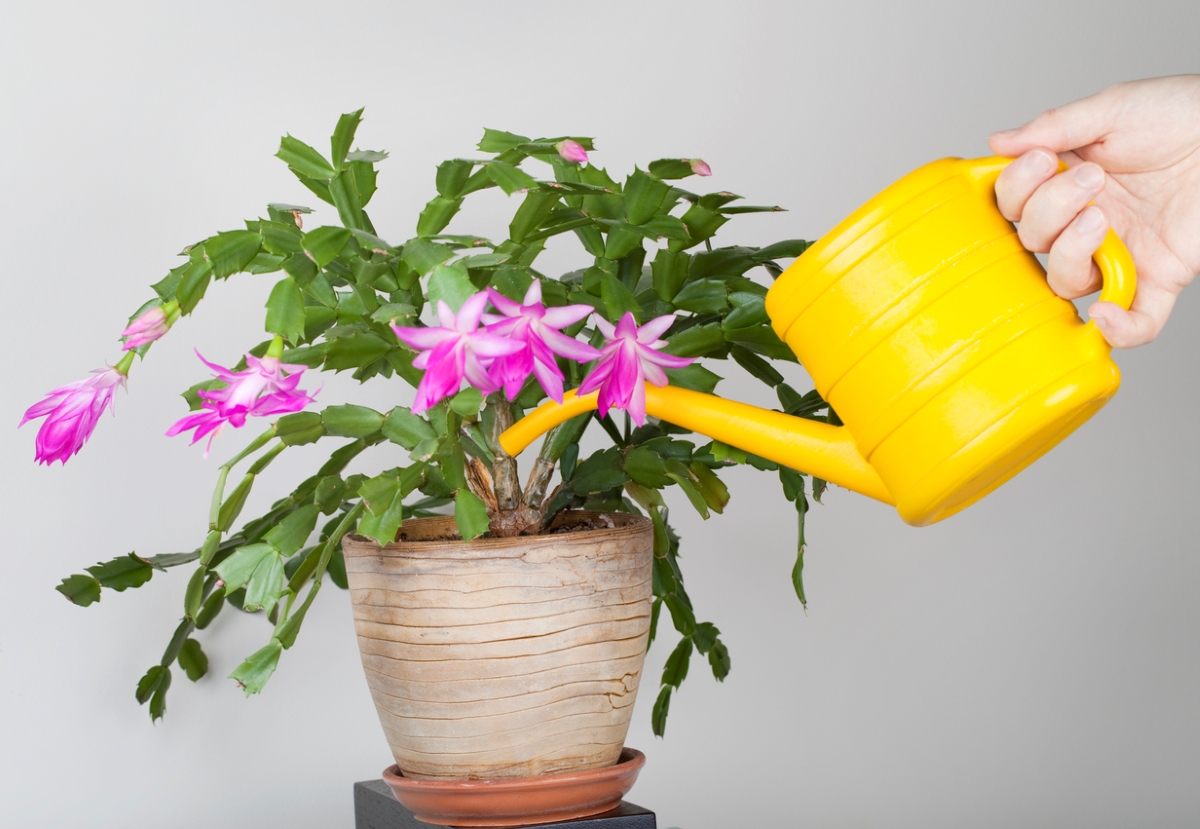 christmas cactus care - watering potted plant