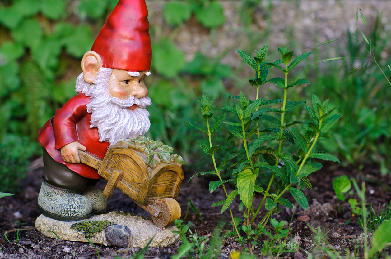 iStock-184106372 garden gnomes gnome with wheelbarrow