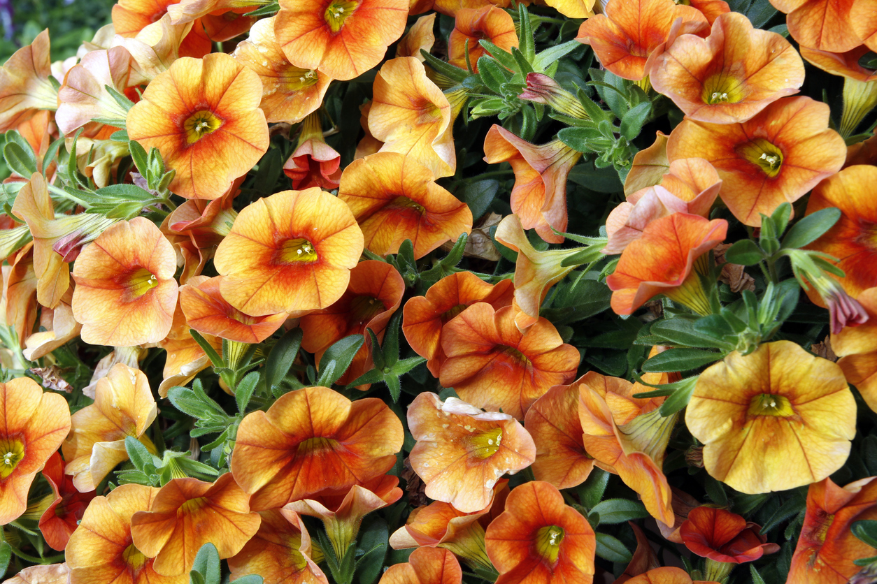 Calibrachoa Care 101: How to Grow Million Bells at Home - Bob Vila