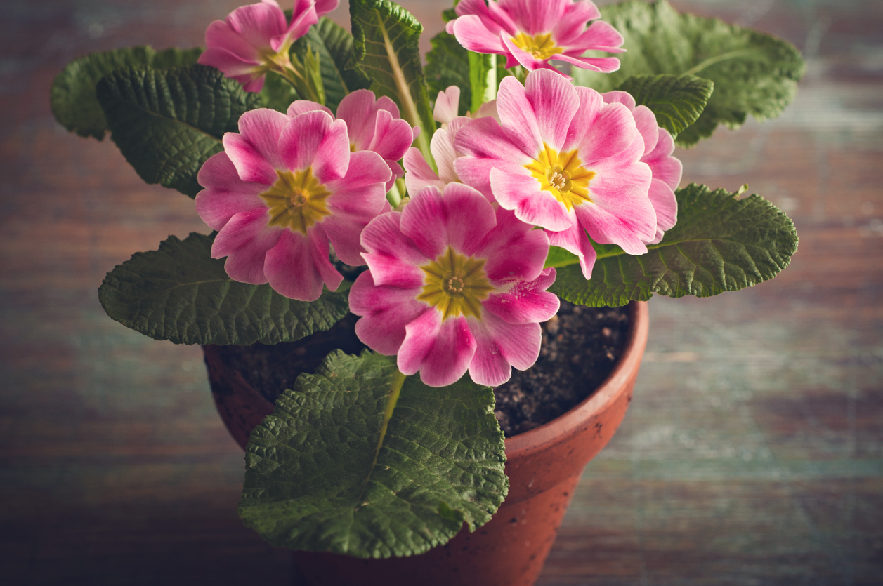 iStock-519310494 houseplant primula in pot