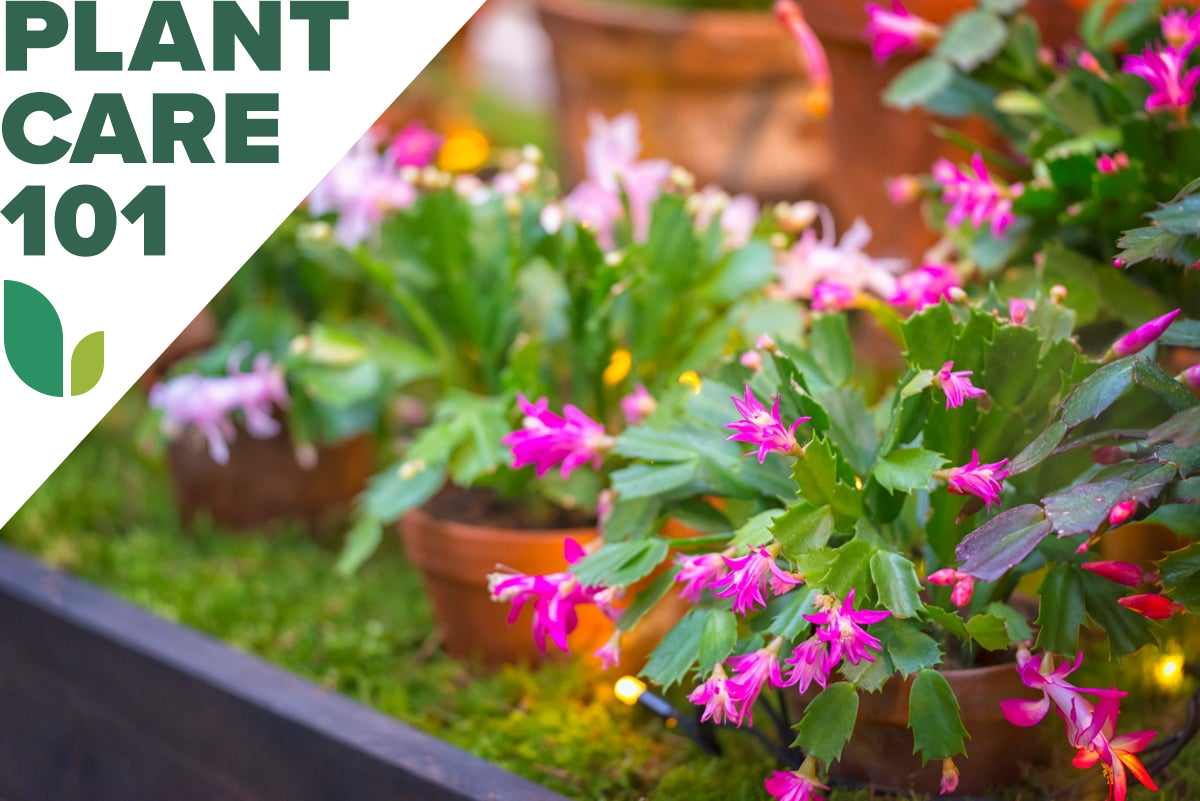 christmas cactus plant care 101 - how to grow christmas cactus indoors