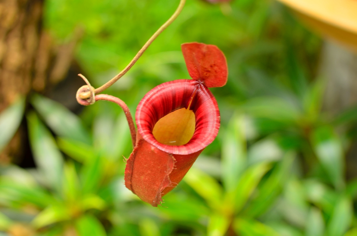 pitcher plant care - pitcher close up