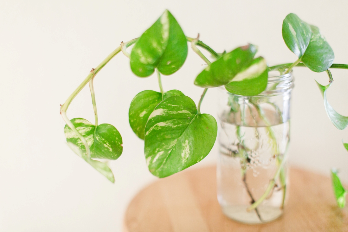 plants that grow in water - golden pothos propagation