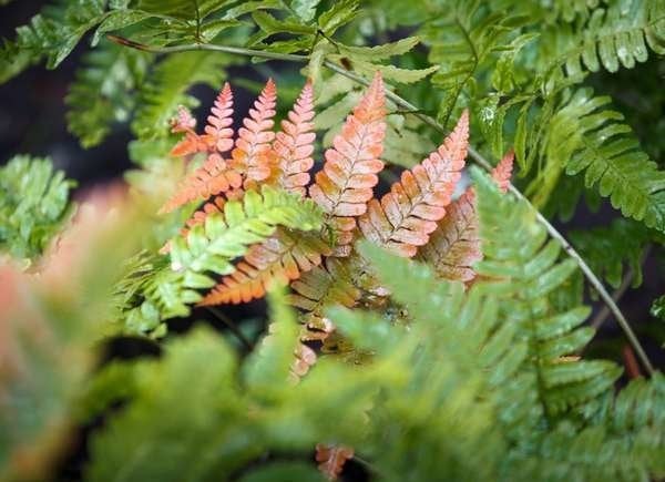 Plants To Use As Lawn And Garden Borders: Autumn Fern