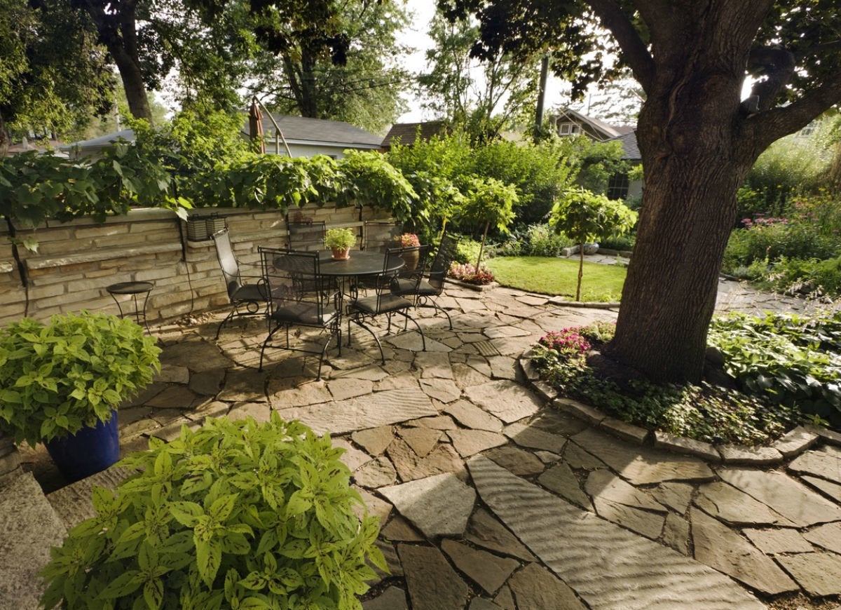 Tree in Patio