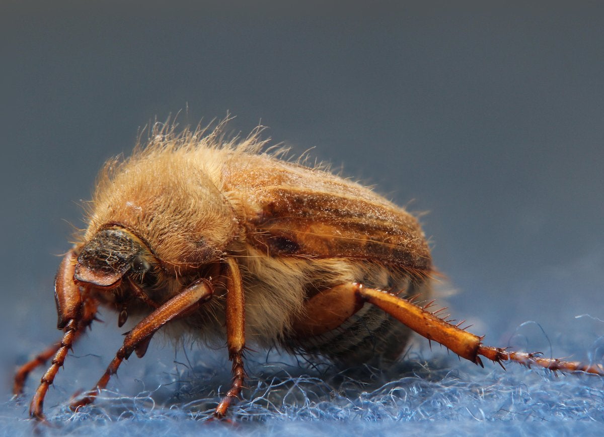 An adult black carpet beetle (Attagenus megatoma) stands on blue denim-like fabric.