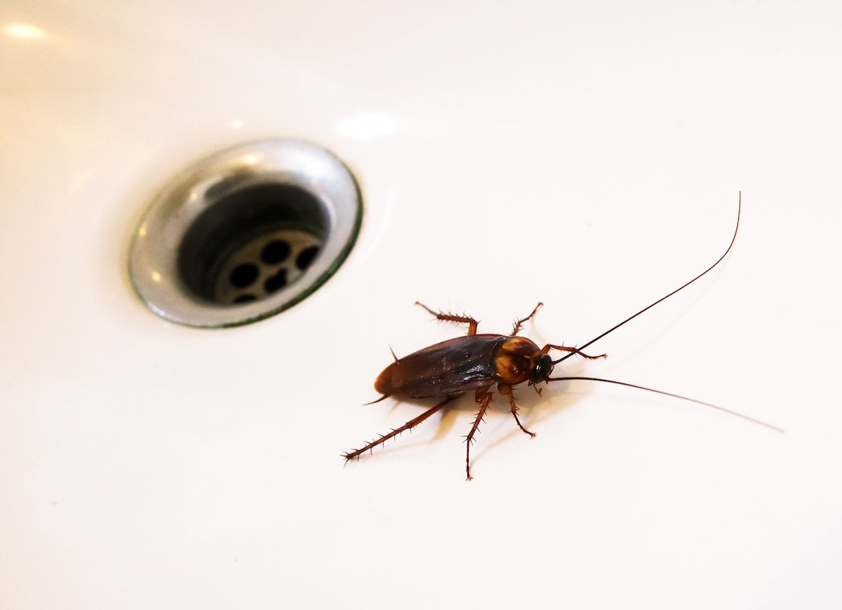 A German cockroach (Blattella germanica) crawls away from a kitchen sink drain.