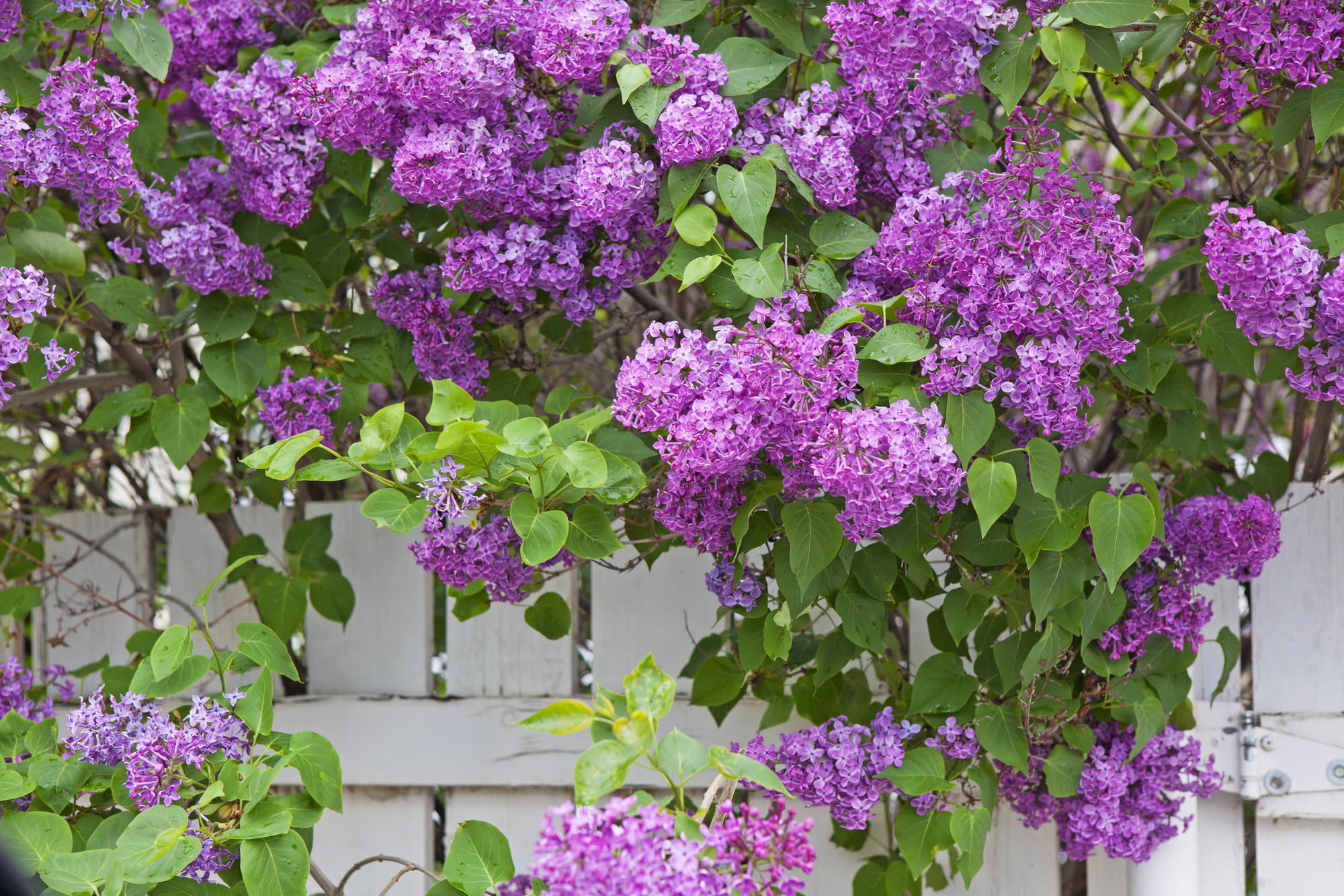 A blooming Lilac (Syringa vulgaris) bush provides privacy over a white fence.