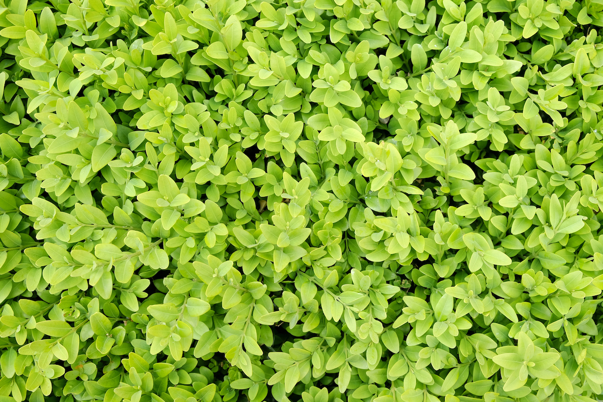 The tiny leaves of a Boxwood (Buxus sempervirens) bush are yellow green.