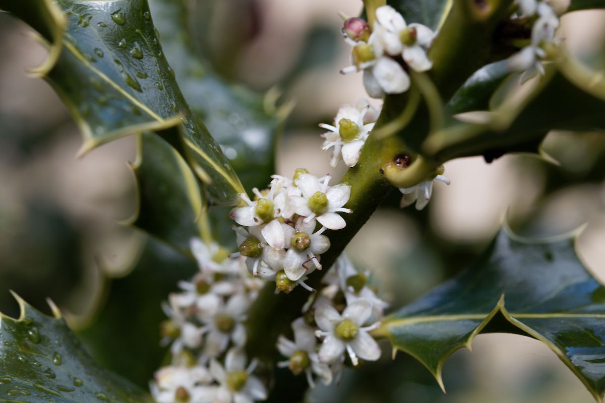 Tiny white flowers crawl up the stems of sharp dark green leaves in a Holly (Ilex aquifolium) bush.