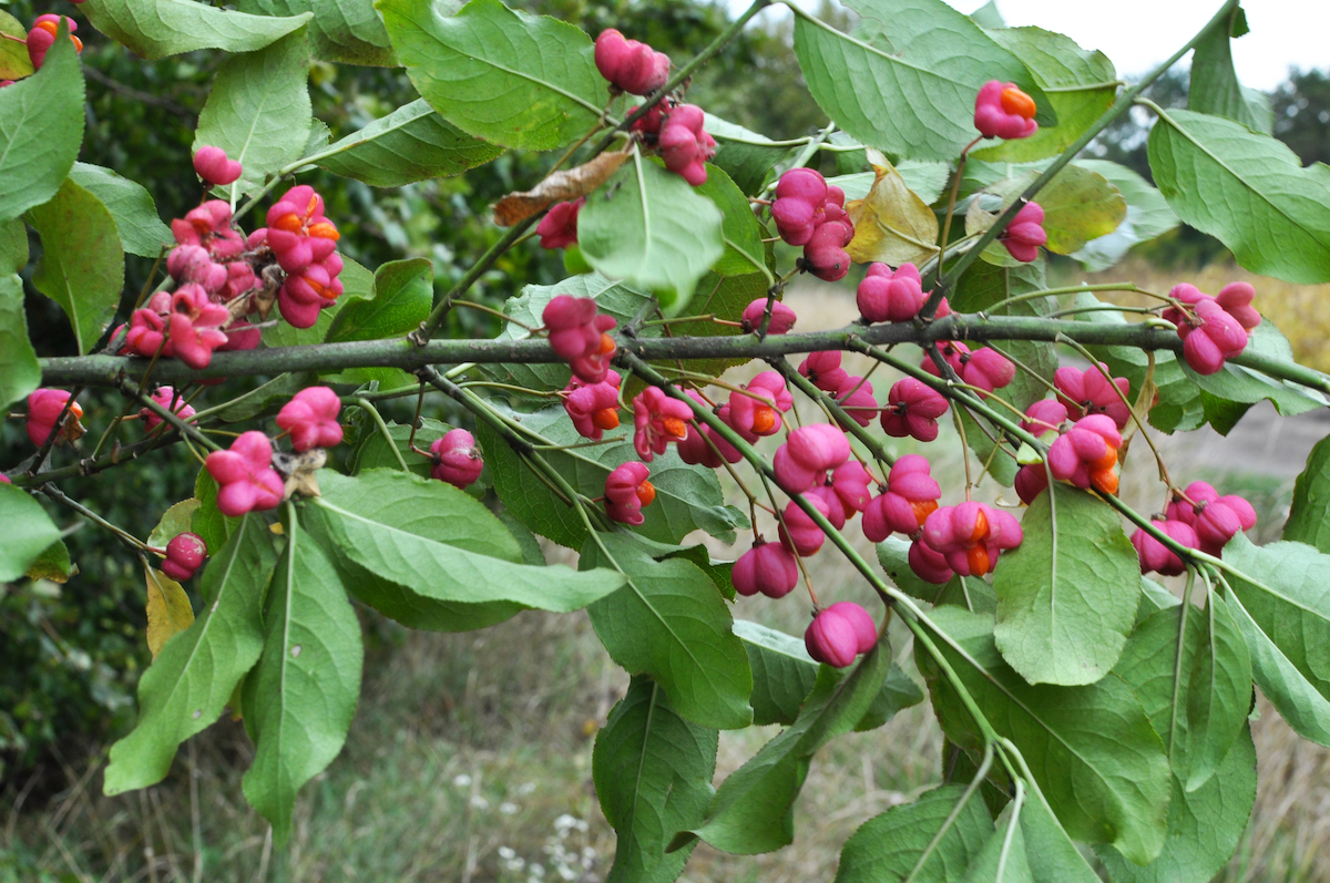 A branch of a Euonymus (Euonymus europaeus) shrub is outstretched to show off round pink fruits.