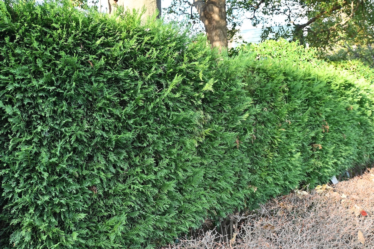 A Leyland Cypress (Cupressus) tree is trimmed into a shrub shape.