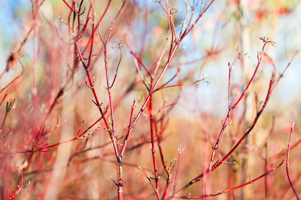 The thin red branches of the Red Twig Dogwood (Cornus sericea) shrub blend in with the background of leafless trees. 