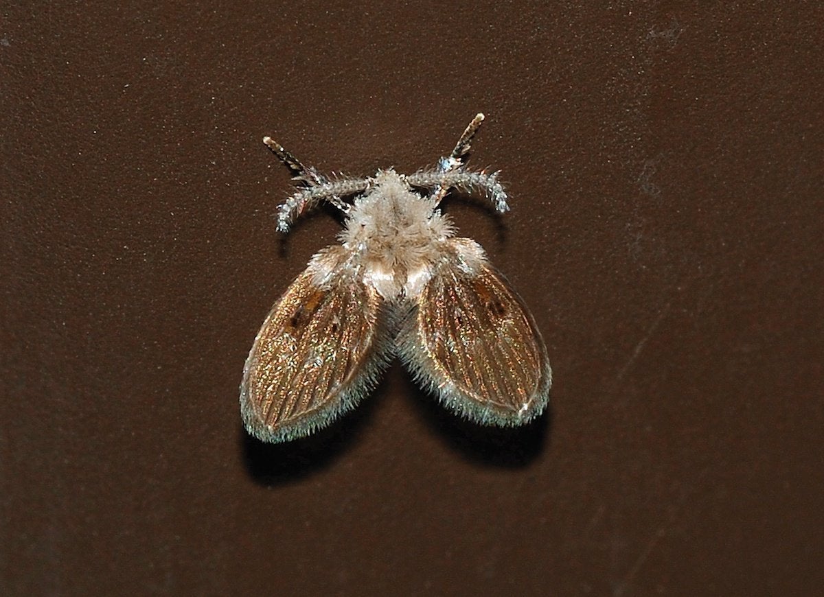 A drain fly (Psychodidae), or moth fly, sits stationary on a brown surface.