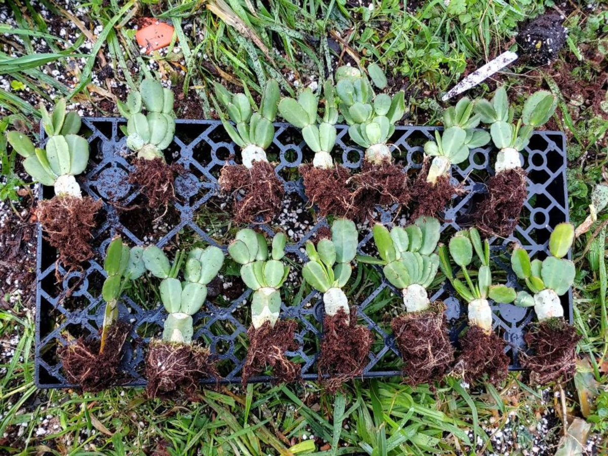 Easter cactus stem cuttings on a milk crate bottom outdoors