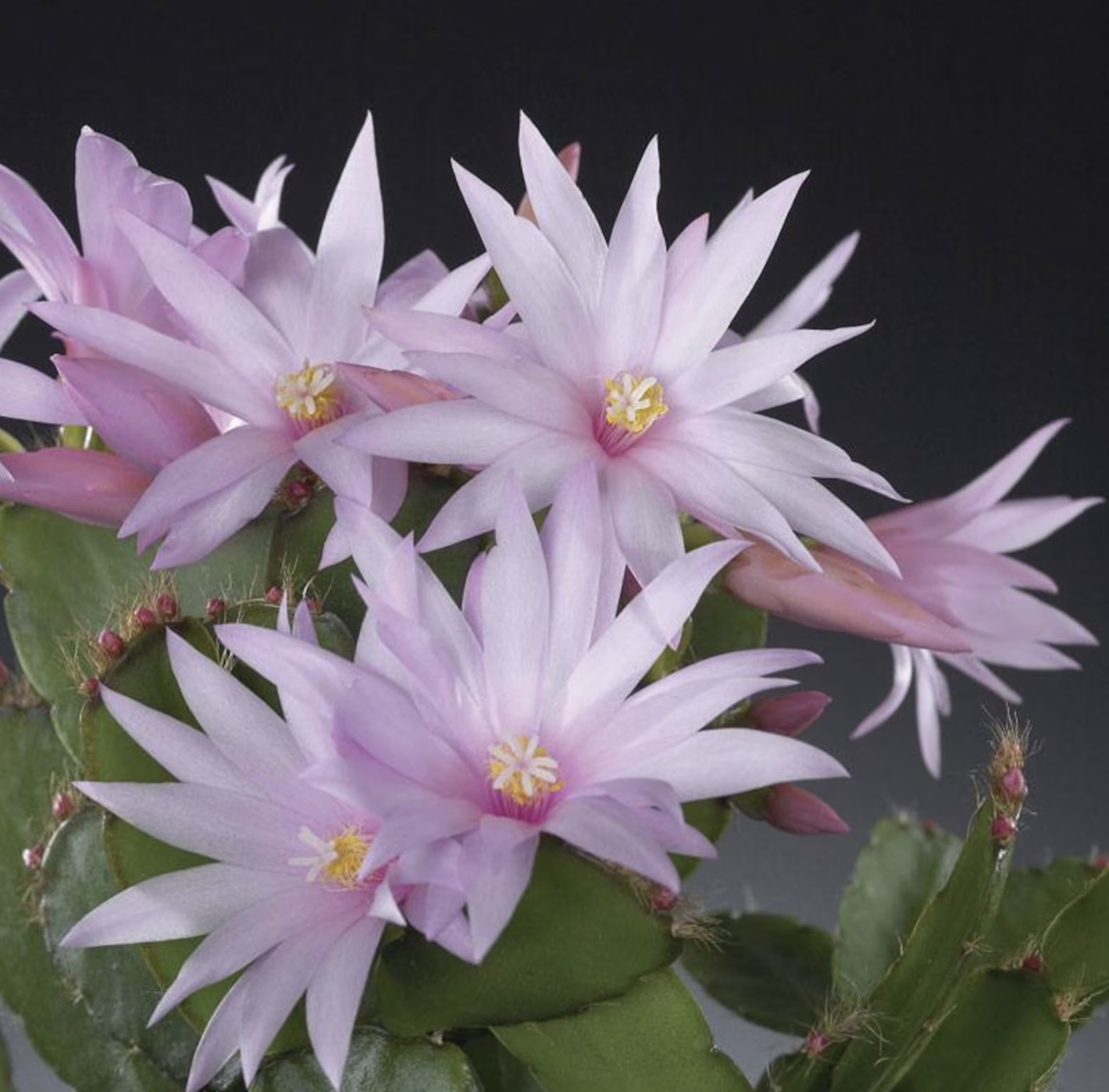 Etsy easter cactus care close up of light pink easter cactus flower