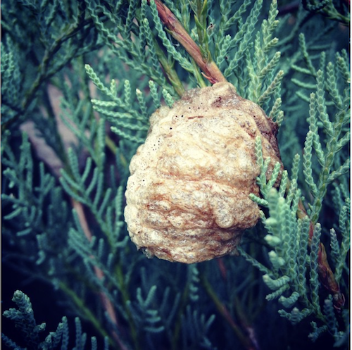 Garden-gift-Christmas-tree-praying-mantis-egg-sac