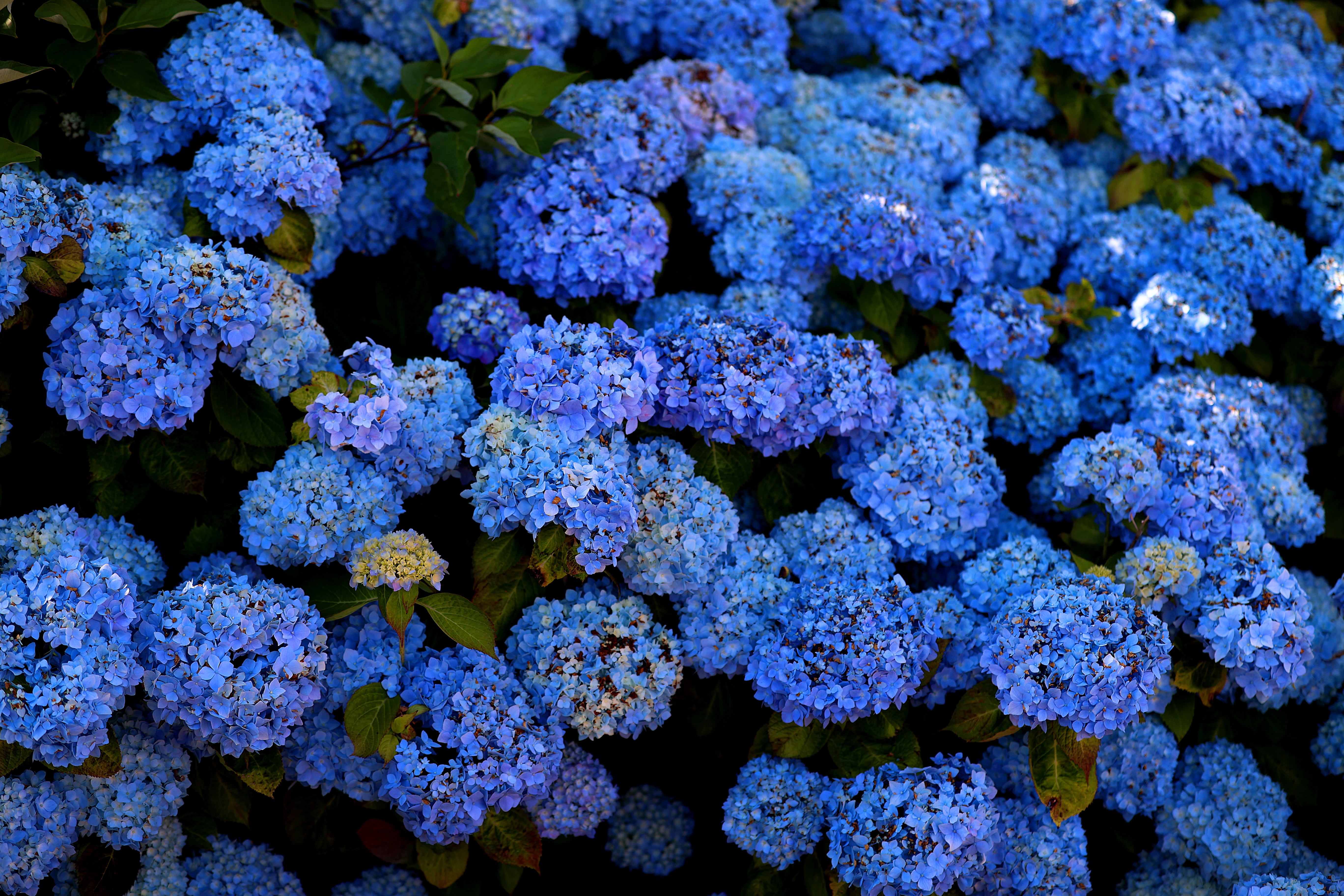 Brilliant blue flowers bloom from a Hydrangea (Hydrangea L.) bush.