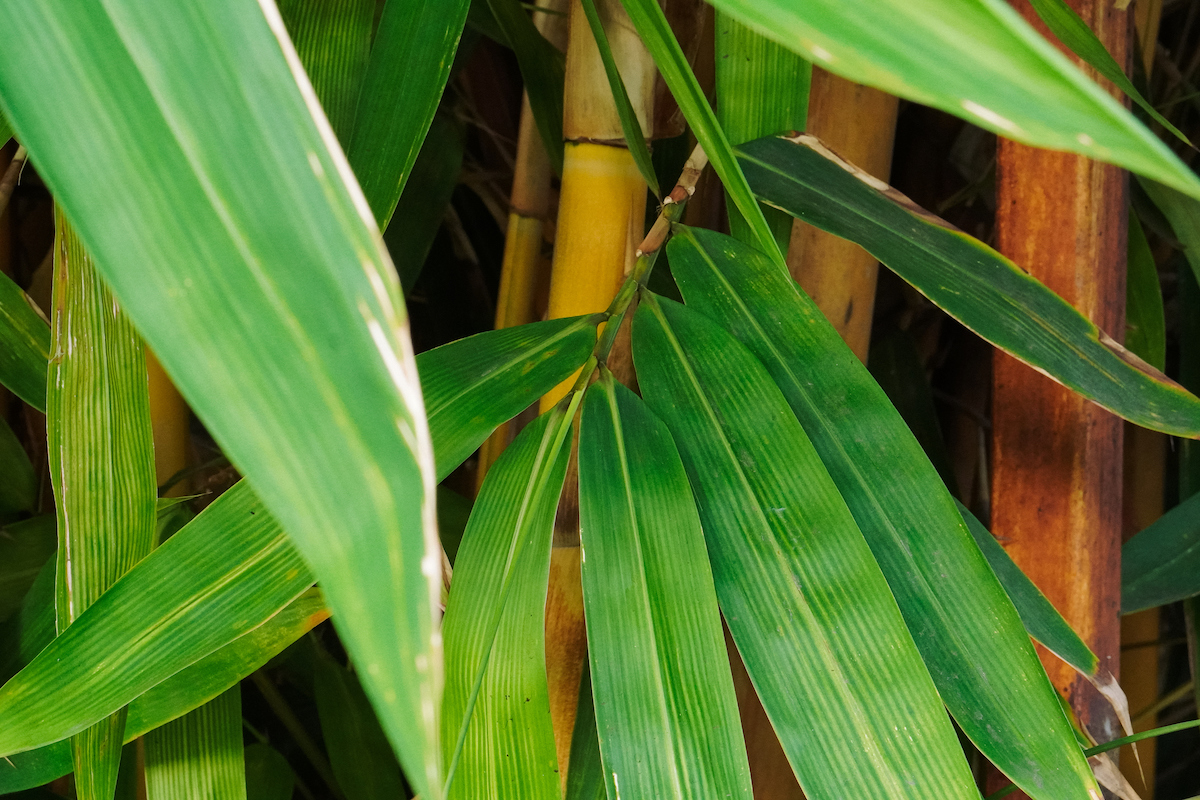 A bush of Bamboo (Bambusa vulgaris) is composed of large green leaves and tall stalks.