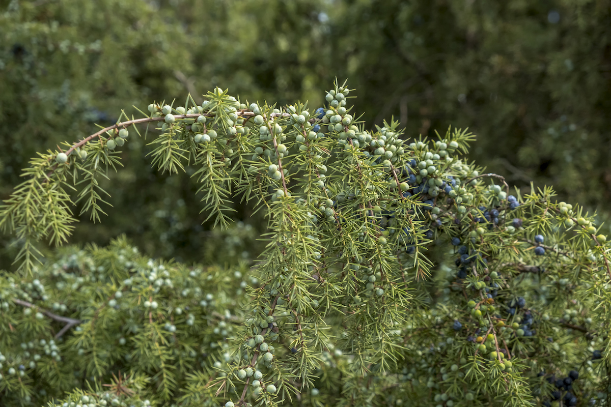 An overhanging branch of a Juniper (Juniperus communis L.) shrub is littered with light blue berries.