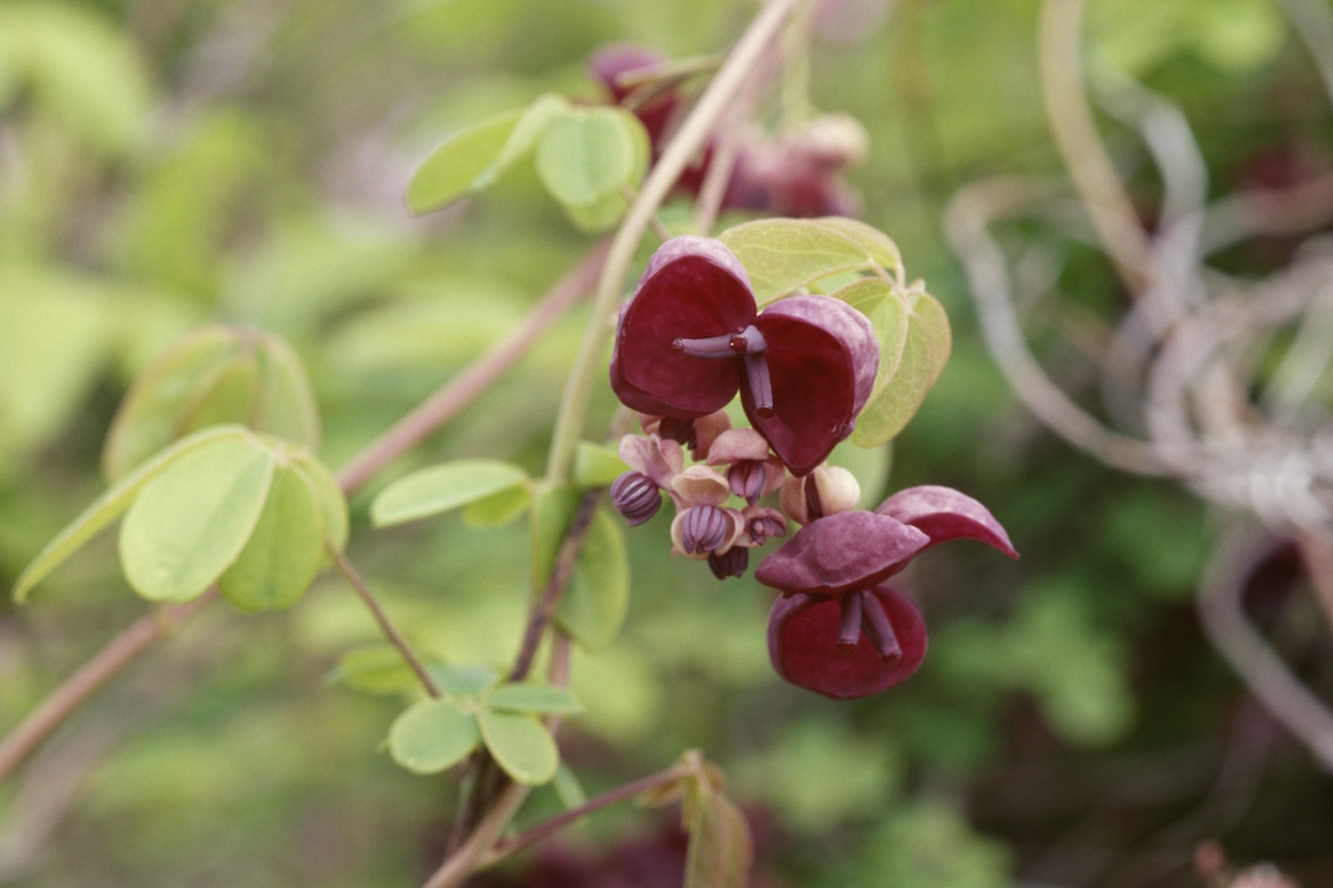 The flowers of the Chocolate Vine (Akebia quinata) are a purple-pink color on a thin branch.