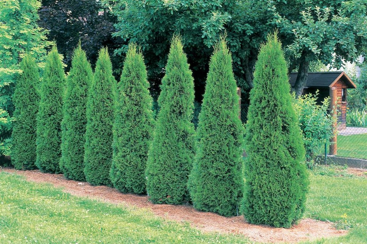 Eight Arborvitae (Thuja occidentalis) trees are lined up in a row in a garden.